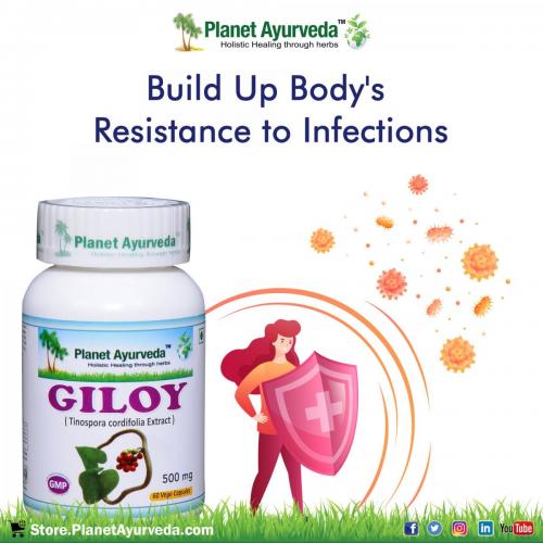 Giloy-Capsules---Boost-Your-Immunity-Naturally